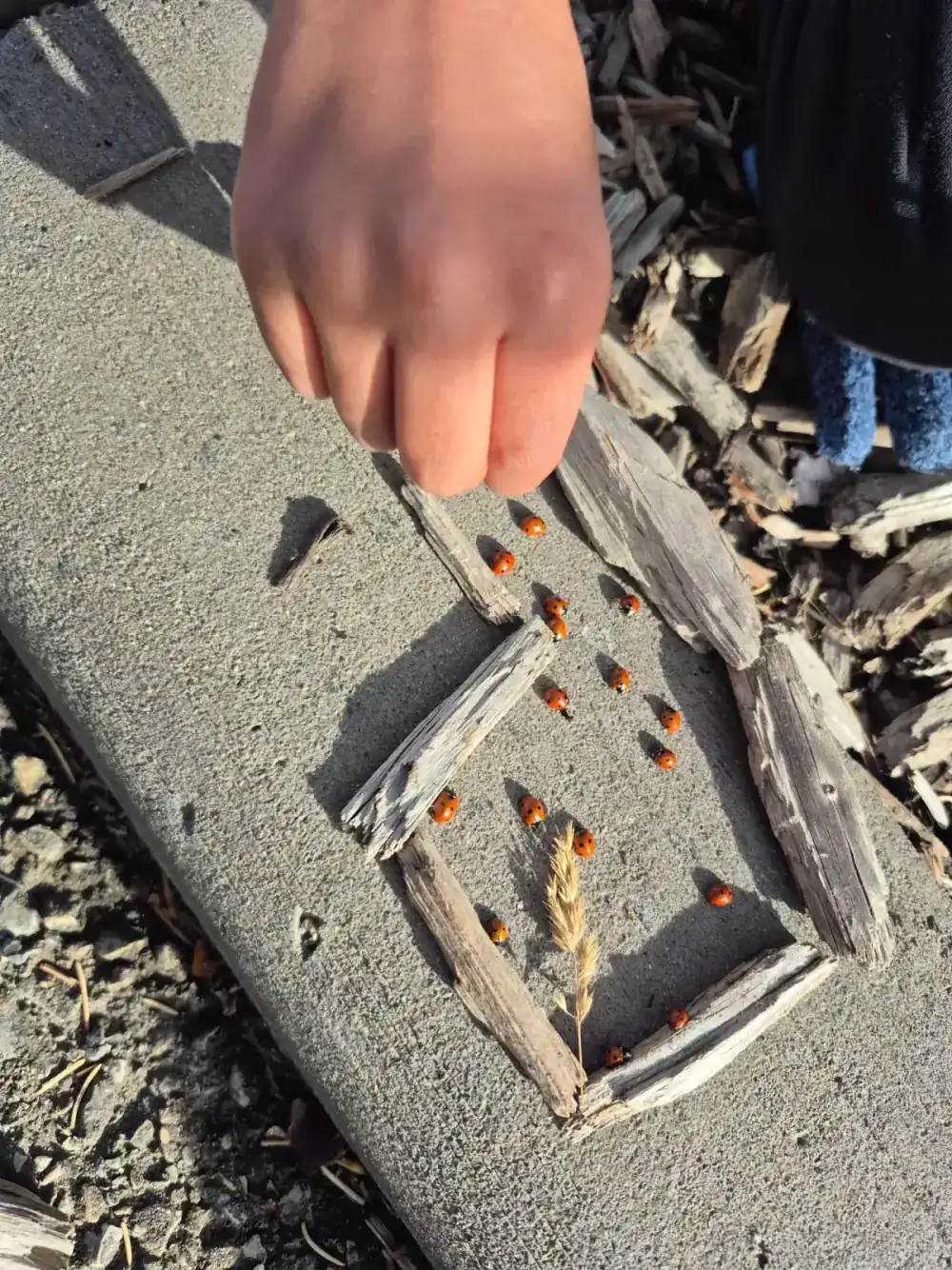 Village Scholars Preschool photo: inspecting tiny bugs and natural finds